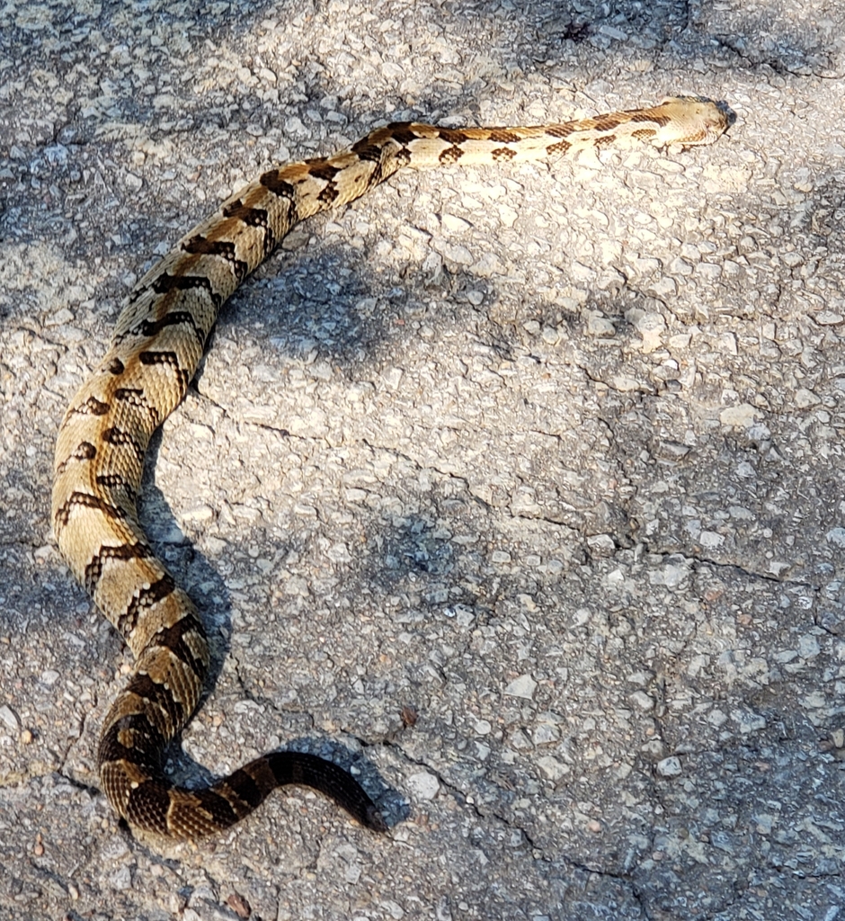 Timber Rattlesnake in July 2022 by Robert Flanagan. Wasn't sure at ...