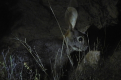 Bunolagus monticularis