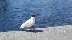 Chroicocephalus ridibundus