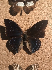 Charaxes numenes