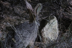 Bunolagus monticularis