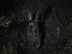 Bunolagus monticularis