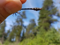 Ophiogomphus colubrinus
