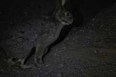 Bunolagus monticularis