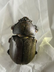 Trypoxylus dichotomus