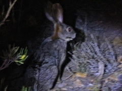 Bunolagus monticularis