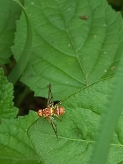 Zeugodacus cucurbitae