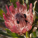 Protea burchellii - Photo (c) Carina Lochner, algunos derechos reservados (CC BY-NC), uploaded by Carina Lochner