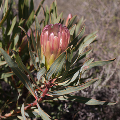 Protea burchellii