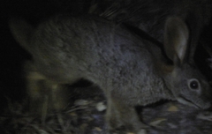 Bunolagus monticularis