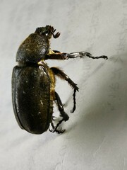 Trypoxylus dichotomus
