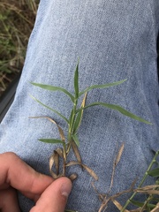 Urochloa ciliatissima