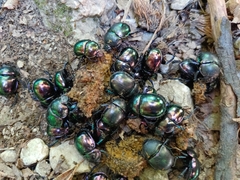 Trypocopris pyrenaeus