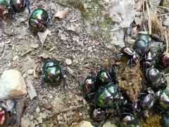 Trypocopris pyrenaeus