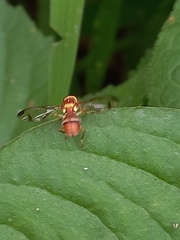 Zeugodacus cucurbitae