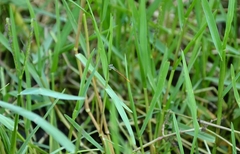 Agriocnemis keralensis