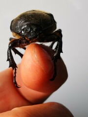 Trypoxylus dichotomus