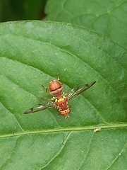 Zeugodacus cucurbitae