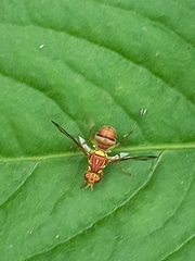 Zeugodacus cucurbitae