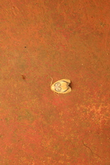 Trischalis subaurana