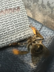 Apis mellifera