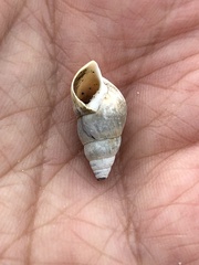 Bithynia tentaculata