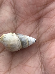 Bithynia tentaculata