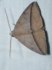 Ugia purpurea