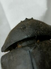 Trypoxylus dichotomus