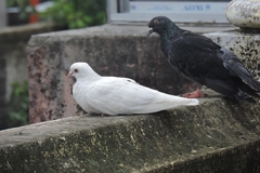 Columba livia domestica