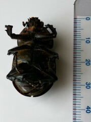 Trypoxylus dichotomus