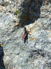 Chorthippus cialancensis