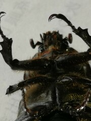 Trypoxylus dichotomus