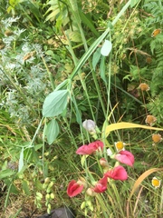 Lathyrus