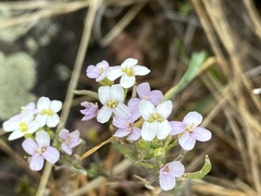 Stevenia incarnata