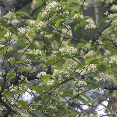 Holarrhena pubescens