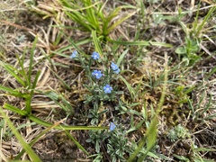 Eritrichium pectinatum