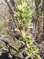 Limbarda crithmoides longifolia