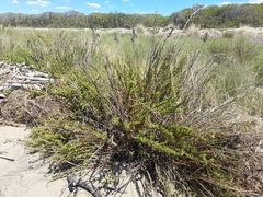 Limbarda crithmoides longifolia