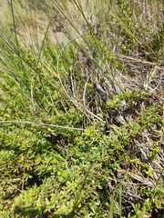 Limbarda crithmoides longifolia