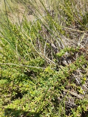 Limbarda crithmoides longifolia