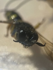 Crabro cribrarius