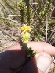Limbarda crithmoides longifolia