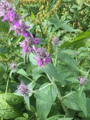 Stachys germanica
