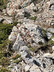 Callospermophilus lateralis