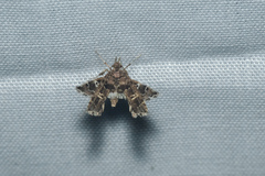 Nosphistica bisinuata