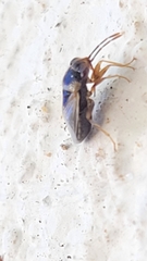 Geocoris megacephalus