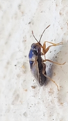 Geocoris megacephalus