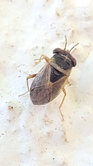 Geocoris megacephalus