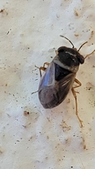Geocoris megacephalus